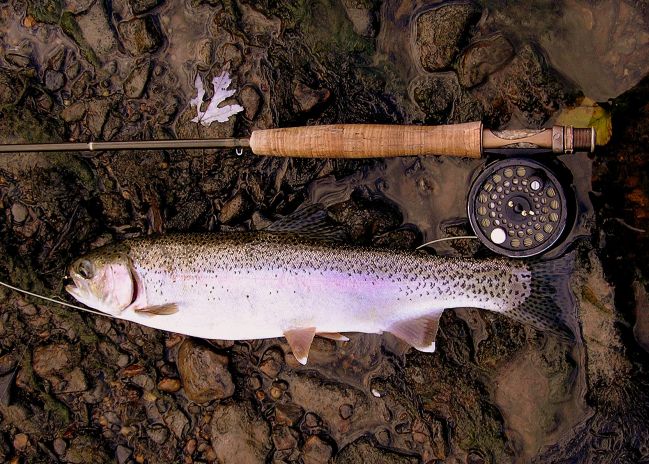 Rainbow Trout Fishing
[url=http://www.trophyfishingtn.com/]TrophyFishingTN.Com[/url]
Keywords: Trout Fishing Tennessee