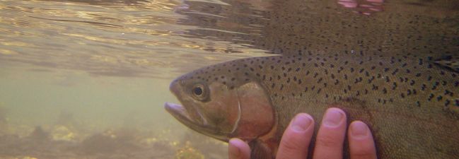 Rainbow Trout Fishing
[url=http://www.trophyfishingtn.com/]TrophyFishingTN.Com[/url]
Keywords: Trout Fishing Tennessee
