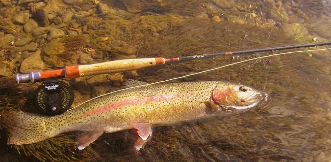 Rainbow Trout Fishing
[url=http://www.trophyfishingtn.com/]TrophyFishingTN.Com[/url]
Keywords: Trout Fishing Tennessee