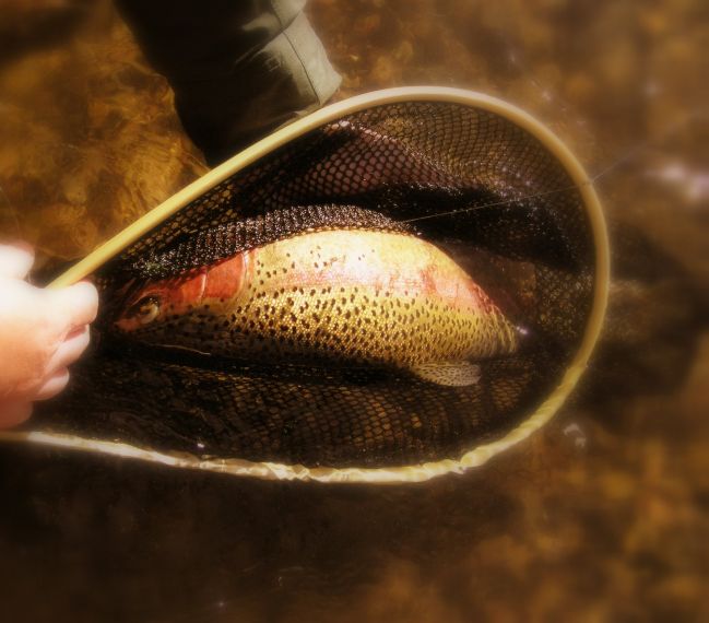 Rainbow Trout Fishing
[url=http://www.trophyfishingtn.com/]TrophyFishingTN.Com[/url]
Keywords: Trout Fishing Tennessee