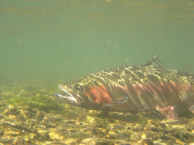 Rainbow Trout Fishing
[url=http://www.trophyfishingtn.com/]TrophyFishingTN.Com[/url]
Keywords: Trout Fishing Tennessee