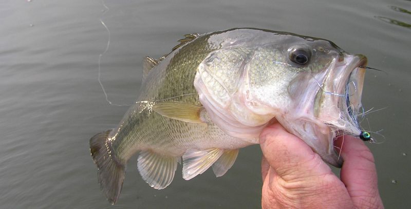 Bass on the fly
[url=http://www.trophyfishingtn.com/]TrophyFishingTN.Com[/url]
Keywords: Tennessee Fishing