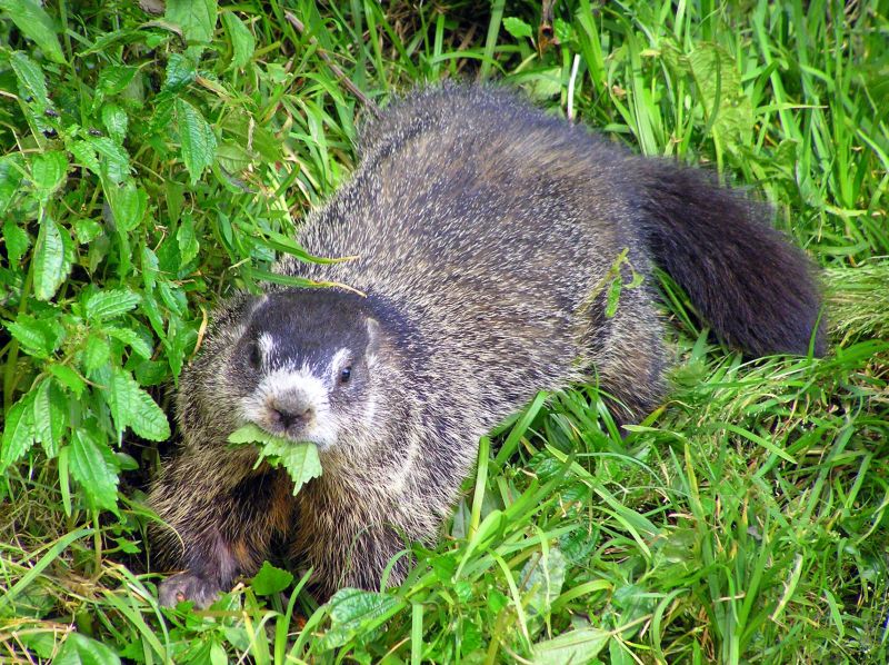 Ground Hog
[url=http://www.trophyfishingtn.com/]TrophyFishingTN.Com[/url]
Keywords: Tennessee Scenic River Photography Trips