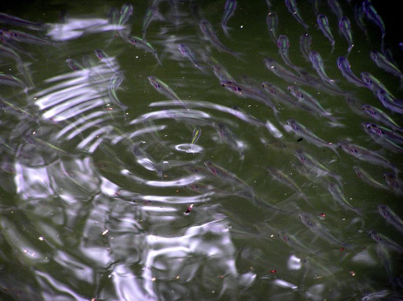 Shad
[url=http://www.trophyfishingtn.com/]TrophyFishingTN.Com[/url]
Keywords: Tennessee Fishing TN fishing