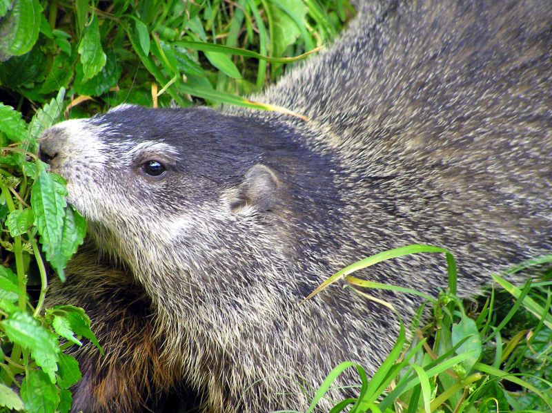 Ground Hog
[url=http://www.trophyfishingtn.com/]TrophyFishingTN.Com[/url]
Keywords: Tennessee Scenic River Photography Trips