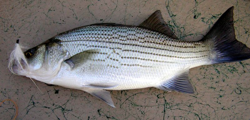 Striper Hybrid Fishing Tenessee
[url=http://www.trophyfishingtn.com/]TrophyFishingTN.Com[/url]
