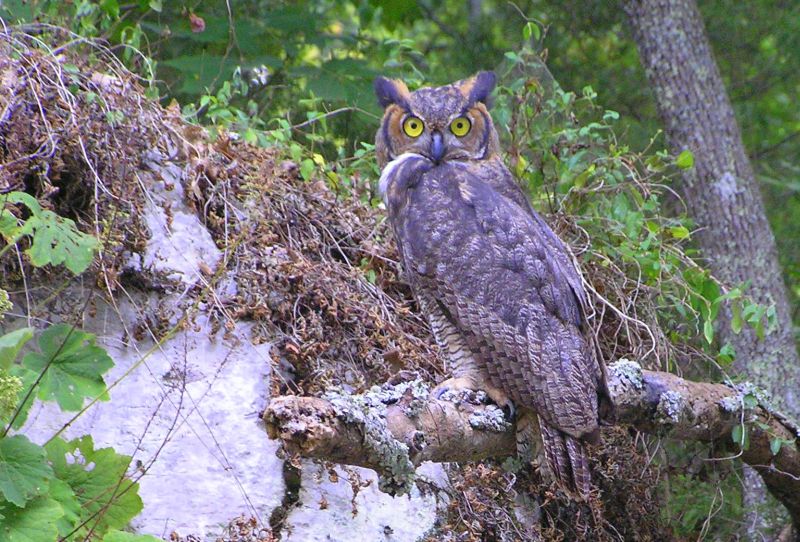 Owl
[url=http://www.trophyfishingtn.com/]TrophyFishingTN.Com[/url]
Keywords: Tennessee Scenic River Photography Trips