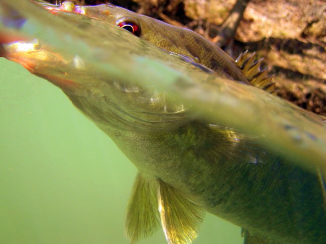 Tennessee Smallmouth fishing
[url=http://www.trophyfishingtn.com/]TrophyFishingTN.Com[/url]
Keywords: Trophyfishingtn.com Tennessee Smallmouth fishing