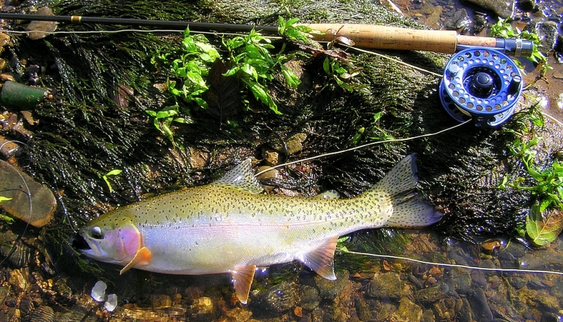 Brown Trout Fly Fishing Tennessee Kentucky
Keywords: Brown Trout Fly Fishing Tennessee Kentucky