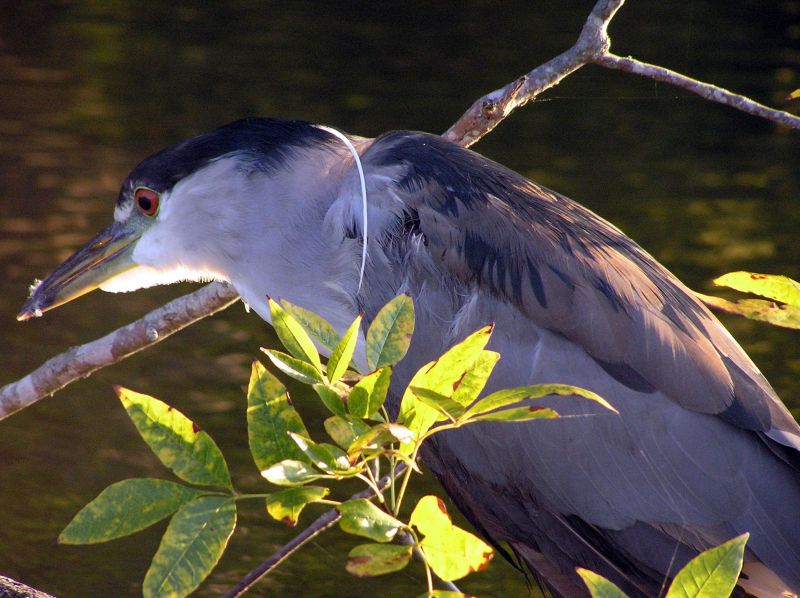 [url=http://www.trophyfishingtn.com/]TrophyFishingTN.Com[/url]
Keywords: Tennessee Scenic River Photography Trips