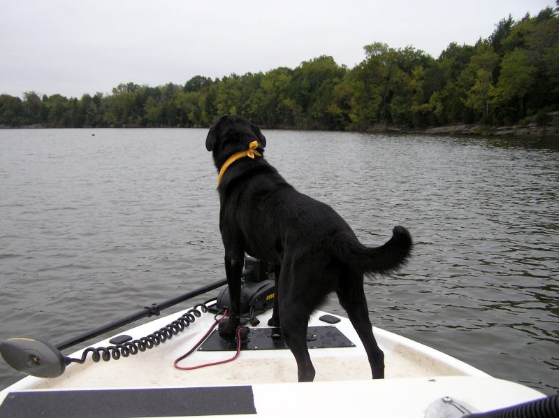 We had some great times, I'll miss you ole boy!
[url=http://www.trophyfishingtn.com/]TrophyFishingTN.Com[/url]
Keywords: Tennessee Fishing TN fishing