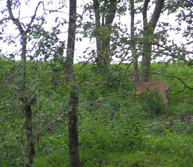 [url=http://www.trophyfishingtn.com/]TrophyFishingTN.Com[/url]
Keywords: Tennessee Scenic River Photography Trips