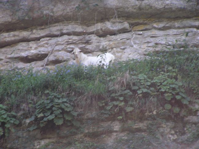 Caney Goat on ledge close up
[url=http://www.trophyfishingtn.com/]TrophyFishingTN.Com[/url]
Keywords: Tennessee Scenic River Photography Trips