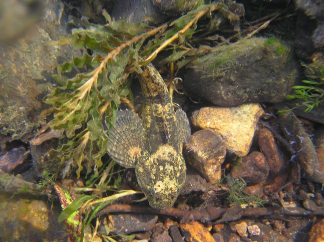 Sculpin
[url=http://www.trophyfishingtn.com/]TrophyFishingTN.Com[/url]
Keywords: Tennessee Scenic River Photography Trips