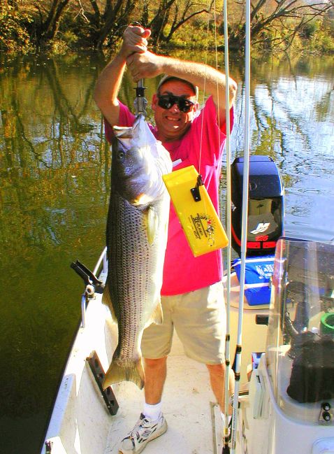 Striper Hybrid Fishing Tenessee
[url=http://www.trophyfishingtn.com/]TrophyFishingTN.Com[/url]
