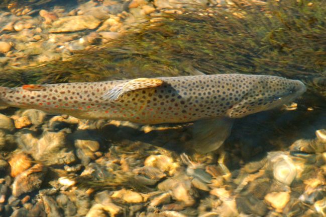 Brown Trout Fishing
Photo by Zach Matthews
[url=http://www.trophyfishingtn.com/]TrophyFishingTN.Com[/url]
Keywords: Tennessee Fly Fishing TN Fishing Brown Trout