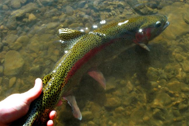 Rainbow Trout Fishing
Photo by Zach Matthews
[url=http://www.trophyfishingtn.com/]TrophyFishingTN.Com[/url]
Keywords: Trout Fishing Tennessee