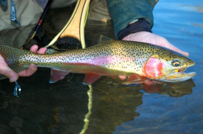 Rainbow Trout Fishing
Photo by Zach Matthews
[url=http://www.trophyfishingtn.com/]TrophyFishingTN.Com[/url]
Keywords: Trout Fishing Tennessee