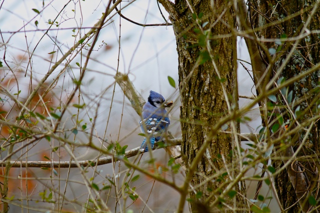 Blue Jay
