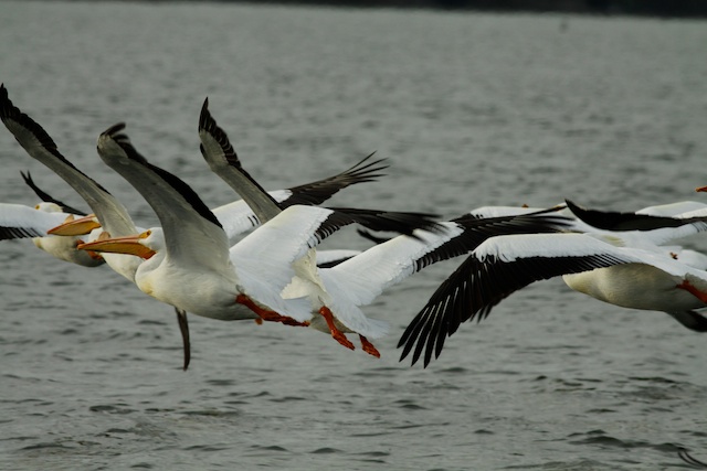 White Pelican
Keywords: White Pelican