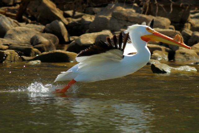 White Pelican
Keywords: White Pelican