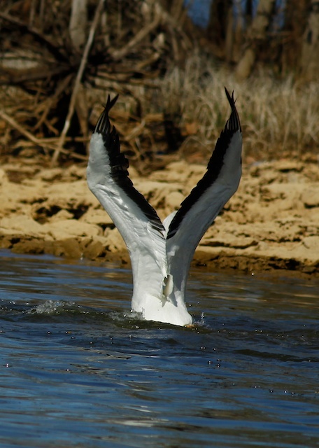 White Pelican
Keywords: White Pelican