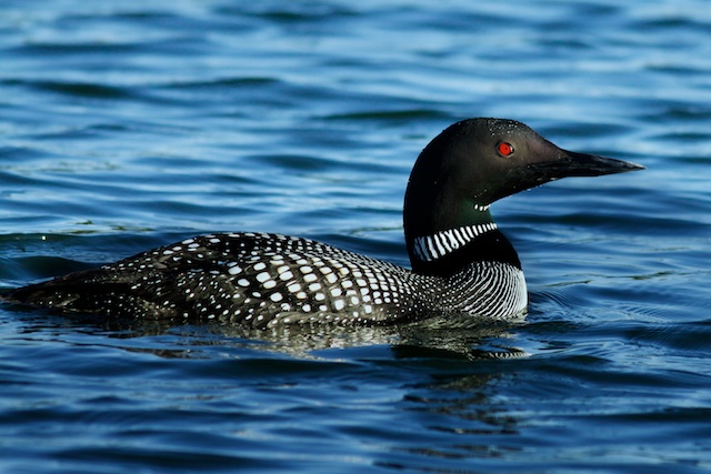 Loon
Keywords: Loon