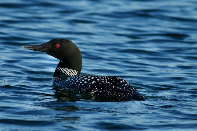 Loon
Keywords: Loon