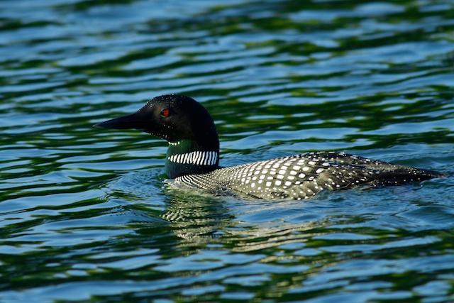 Loon
Keywords: Loon