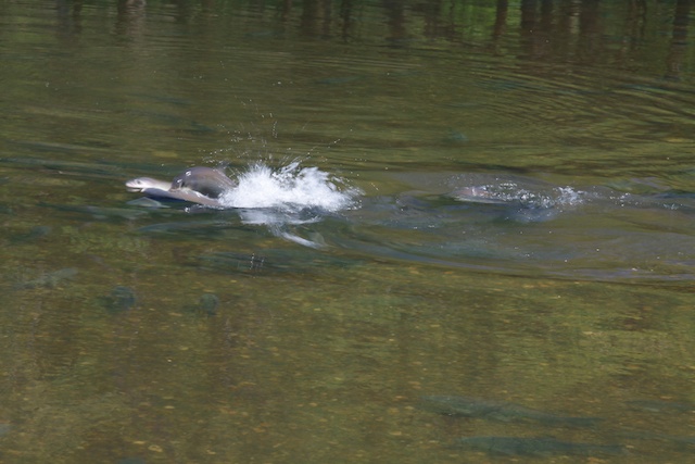 Buffalo Carp
Keywords: Buffalo Carp