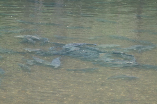 Buffalo Carp
Keywords: Buffalo Carp