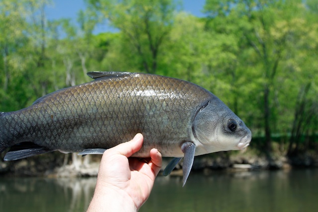 Buffalo Carp
Keywords: Buffalo Carp