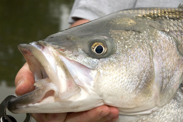 Striper Hybrid Fishing Tenessee
[url=http://www.trophyfishingtn.com/]TrophyFishingTN.Com[/url]
