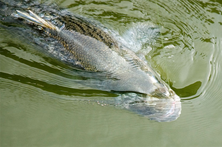 Striper Hybrid Fishing Tenessee
[url=http://www.trophyfishingtn.com/]TrophyFishingTN.Com[/url]
